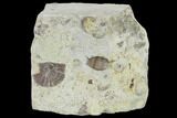 Wide, Enrolled Thaleops Trilobite - Wisconsin #115086-2